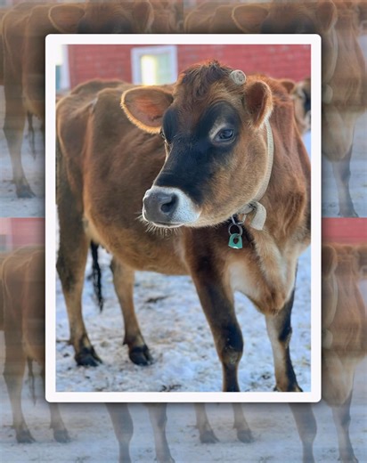 Meet the girls behind the raw milk 🥛The real bosses of Stillman Dairy Farm. They wake up early. They snack all day. They expect to be admired And in return? They give you that creamy, straight from the farm goodness you love. Next time you pour a glass, just know… it started with these divas. 💁‍♀️🐮 | Stillman Dairy Farm