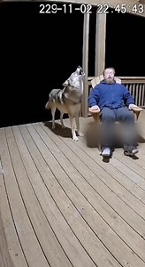 He thought it was just the wind… then the wolf showed up 😭🐺🪑 #funny #scary #wolf #viral #fblifestyle #funnyreels #caughtoncamera #comedy #wildlife #trending #FacebookReels #fail #spookyseason | Artisan Alley