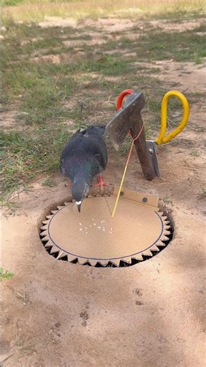 Creative Unique Trapping Using Paper #youtubeshorts