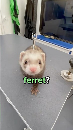 Difference Between Weasel and Ferret? 😳