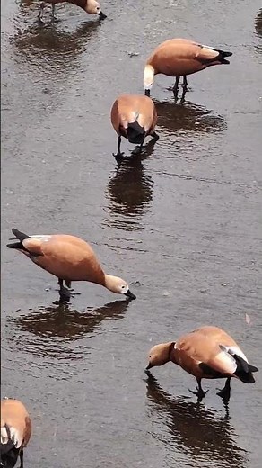 CUTE DUCKS IN MOSCOW. МИЛЫЕ УТКИ В МОСКВЕ.