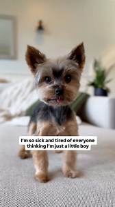 Big dog coming through over here 😎 #littledogproblems #dogs #yorkie | Sammy in the City