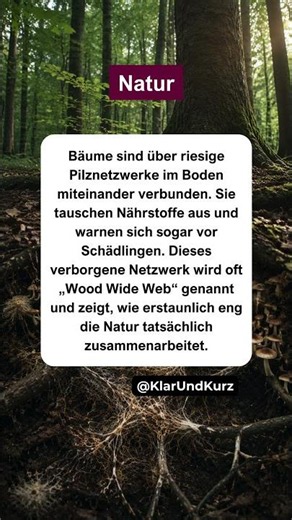 Der Wald kommuniziert heimlich. #natur