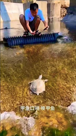 Amazing sound for turtle catching!! Turtle trap traditionally, Fish trap, river turtle catch #turtle