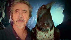 3.1K views · 14 reactions | Some tips on training a raven or other Bird | Peter Caine Dog Training | Facebook