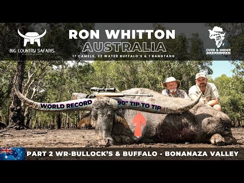 World Record 90” Bullock & 30 Water Buffalo | Ron Whitton | Big Country Safaris Australia