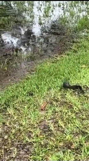 This Fish Walks on Land at Night…