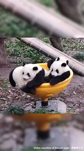 It's panda playtime on the spinner bowl—but where did they all go? They're disappearing faster than you can blink! #Pandorable | Panda Plus