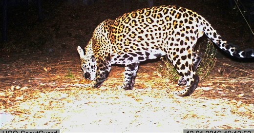 When did jaguars go 'extinct' in Texas? Curious Texas investigates