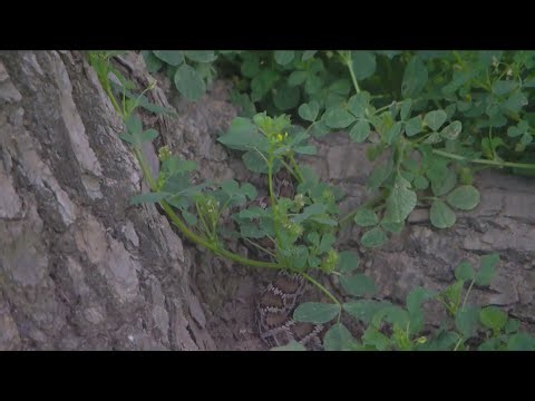 Snake invasion? Experts expecting a big hatch this season