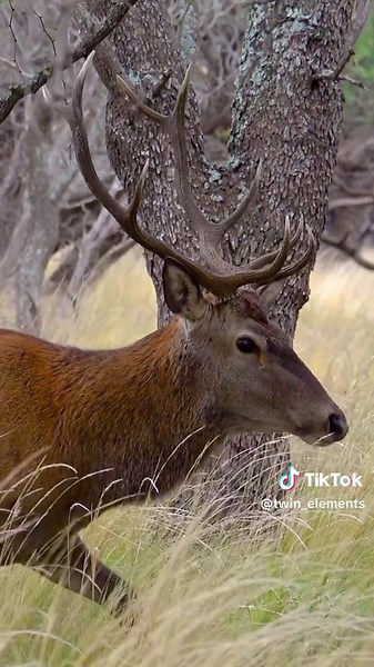 Roaring Red Deer Stag in Its Natural Habitat