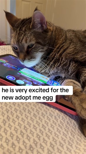 #cute #adoptme #pet #adoptmeeggs #fypシ