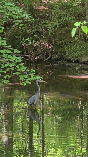 Great Blue Heron