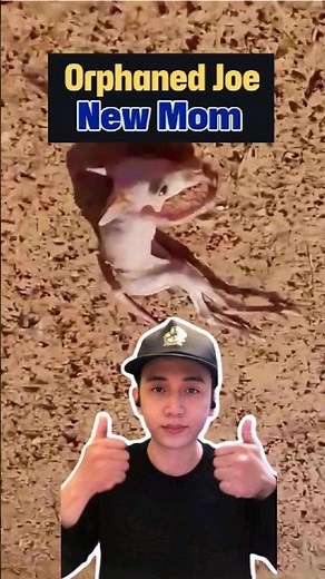 Heartbreak to Hope: Rescued Kangaroo's Story Will Make You Cry #kangaroo #animalrescue #heartwarming