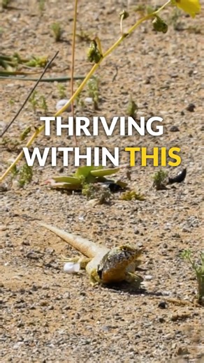 From Earth's Core to Life: The Surprising Power of Natural Radiation