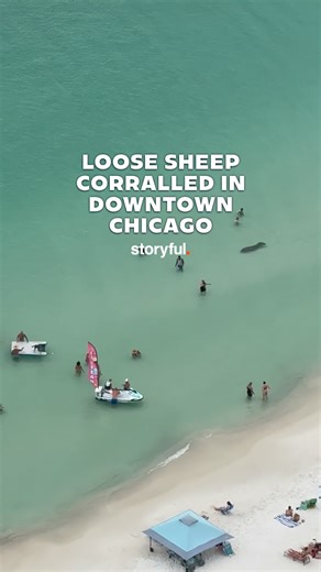 Swimmers got upclose and personal with unusual swimming creature! | storyful