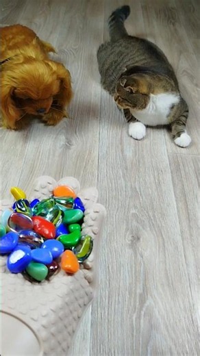 Cat Barsik and Dog 🗿🌈 Cubes 🎲 Reverse video #marblerunandmore
