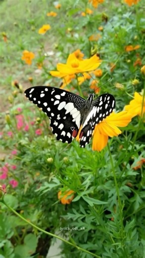 lyrics_editx_x4 on Instagram: "Butterfly lover's 🤍🦋 . . . #butterfly #butterflylover #butterfly #aestgetic #butterflylover #lyrics #edit #trending #instgram #instagramreels #explore #trendingreels #explorepage #foryou"