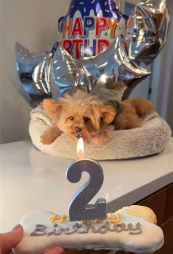 Happy birthday Barney puppy celebration