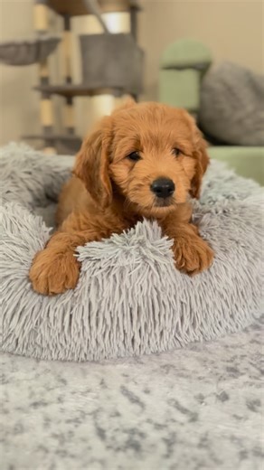 Groodles of Brisbane on Instagram: "Oodles of mini Groodles! Every shade perfect for the esteemed collectors of many paws 😁👌 #dogsofinsta #doodlesoftheworld #dogsofbrisbane #cutepuppy #brisbanepuppies"