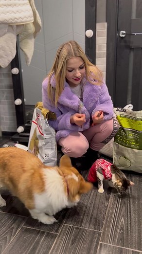 Fun Indoor Moments with a Cat and Corgi