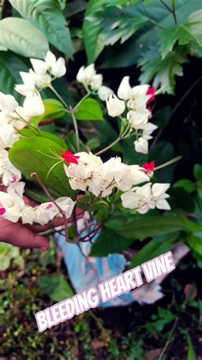 Bleeding Heart Vine #nature #floweringplants #flowers #garden