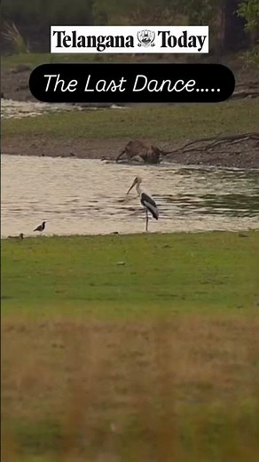 Hyderabad Wildlife enthusiast captures final moments of tigress Arrowheadv in Ranthambore