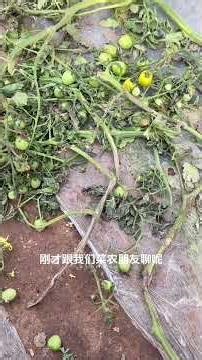 The Hidden Dangers of High Humidity: Your Health Alert