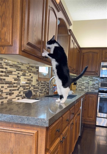 Cabinet Kitty strikes again! 🙀 And…I did vacuum. 🙂 - #catsoftiktok #petsoftiktok #catlover #funnyvideo #funnycat