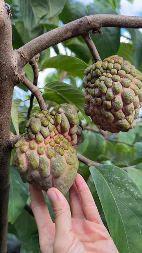 Lisa Atemoya: The Remarkable Fruit Born of Expert Cultivation
