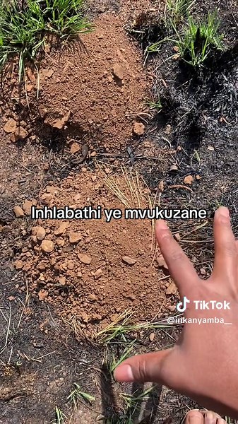 iNkanyamba yama lwandle on TikTok