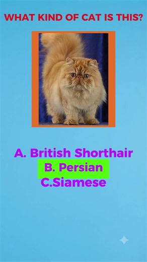 🐱 What Kind of Cat Is This? Can You Guess All 3? 😻 | QuizGo