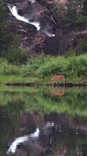 A deer grazes near a waterfall deep in the Northern forest. #outdoors #nature #animals | Michael Hodges, Author