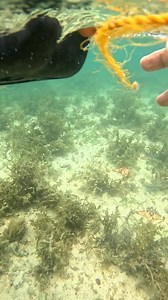 185K views · 1.9K reactions | Catching spider shell #seaadventure #seashells | Jremieh Empinado Rubin | Facebook