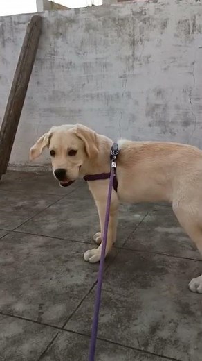 3 months labrador puppy barking power💥