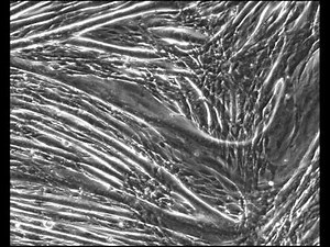 C2C12 muscle fiber contraction