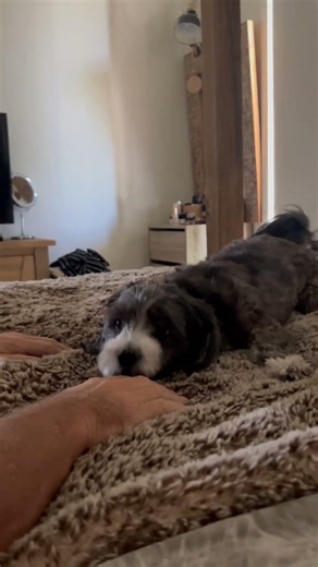 Pluto Found His Inner Wolf And It's Adorable 🐺