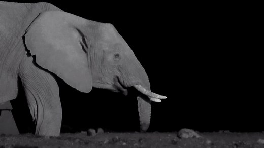 An extraordinary elephant visits the new waterhole