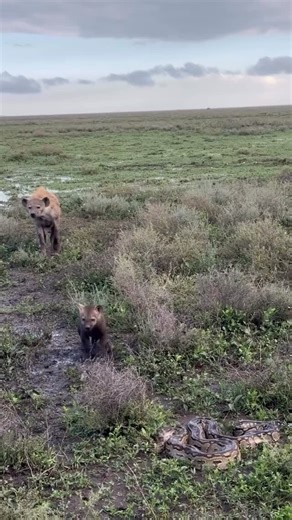 PATRIOT TOURS & SAFARIS LTD on Instagram: "Wow! A baby hyena curiously inspects a python while its mother watches closely, letting her little one learn. Serengeti will always surprise you. Who is joining us for our 8 Days Tanzania Wildlife Safaris ▶️ Day 1 - Arrival in Tanzania ▶️ Day 2 - Tarangire Np ▶️ Day 3 - Lake Manyara Np ▶️ Day 4 - Transit to Serengeti Np ▶️ Day 5 & 6 - Full day Serengeti Np ▶️ Day 7 - Transit Ngorongoro Conservation Area ▶️ Day 8 - Ngorongoro Crater and Departure ❇️ Pric