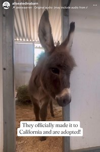 236K views · 15K reactions | Baby Elmo was born at the April auction...