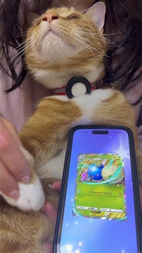 Day 197 Don Don 🐱 #pokemon