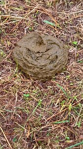 11K views · 171 reactions | Moving them often, keeping them healthy-grazing with care. #cow #farmlife #condition #fyp #animals #care #grazing | Tick Creek Ranch | Facebook