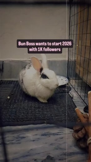 𝙲𝚊𝚜𝚙𝚎𝚛_𝚃𝚑𝚎_𝙱𝚞𝚗 👑 on Instagram: "Bun Boss wants to start 2026 with 1K followers 🐰✨ 🐰✨ As 2025 turns into 2026… Bun Boss has one small dream 🥹 To start the new year with 1K bunny friends 💎 If this reel finds you, please stay 🤍 Follow, like, or share — every little support means the world ✨ You and I… we’re beautiful like diamonds in the sky 💫🐰 #BunBoss #BunnyTok #PetReels #SmallCreatorDream #RoadTo1K RabbitLife CuteReels 2026Goals AnimalSoftTok"