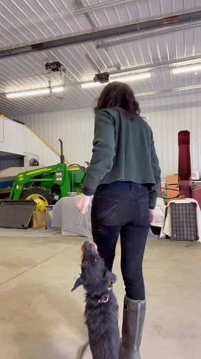 Mastering the Jagdterrier: Training Tips for a High-Drive Dog