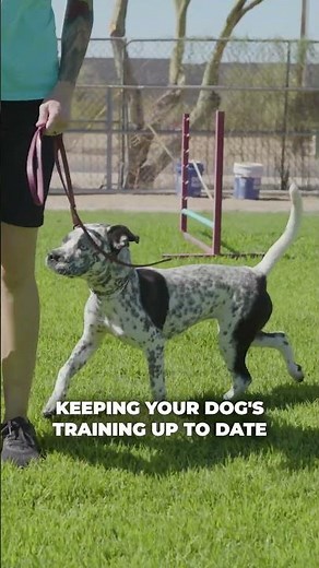 Maintaining Your Dog To Stop Lunging: Step By Step For Pet Parents (4/4) #dogtraining #petparent