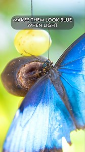 Blue isn't a color you find all that often in nature, and some species have found ways to use this hue's rarity to their advantage. Take, for instance, the flashy Blue Morpho Butterfly, which uses the cerulean tinge to the top of its wings to startle and confuse would-be predators. (Or to attract a mate by showing off its ability to dodge and weave.) #butterfly #bluemorpho #amazon #centralamerica #southamerica #insects #blue | Tennessee Aquarium