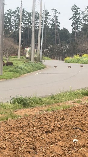 イノシシ大量発生！香川の驚くべき状況