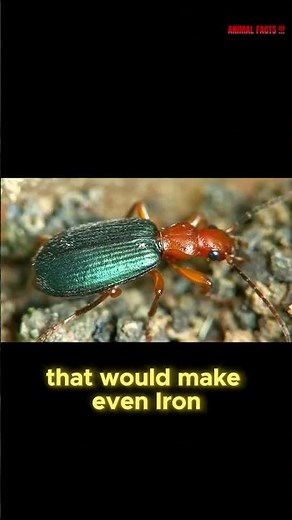 "500 Explosions Per Second? This Tiny Beetle Has a Built-In Flamethrower 🔥🪲