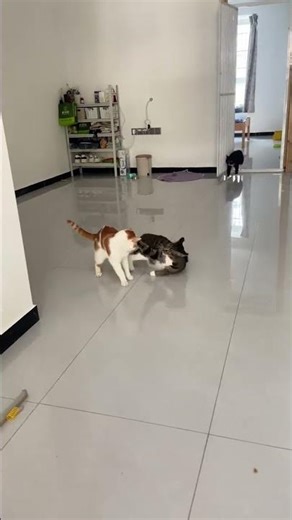 Intense Cat Showdown: Feline Fights Unleashed