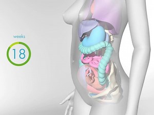 61K views · 852 reactions | Our animated video reveals in detail how your body changes and makes room for your developing baby during pregnancy. | BabyCentre | Facebook